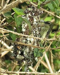 Cinnyris bifasciatus microrhynchus