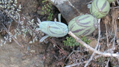 Baculellum articulatum