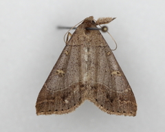 Renia flavipunctalis