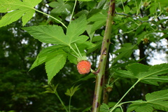 Rubus chingii