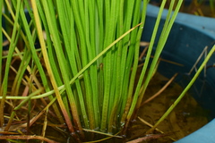 Isoetes sinensis
