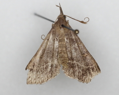 Renia flavipunctalis