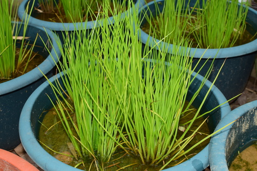 Isoetes sinensis