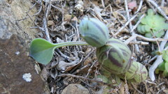 Baculellum articulatum