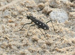 Cicindela ocellata rectilatera