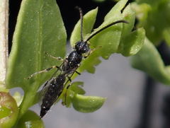Poecilotiphia gracilis