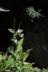 Epilobium algidum