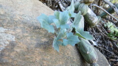 Baculellum articulatum