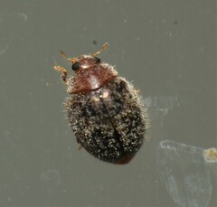 Rhyzobius lophanthae