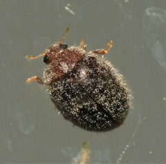 Rhyzobius lophanthae