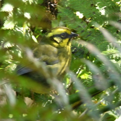 Atlapetes citrinellus