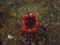 Microcosmus polymorphus