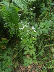 Galium rivale
