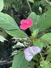 Impatiens walleriana image