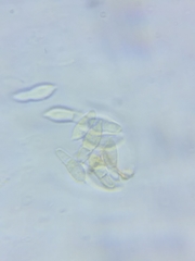 Hypomyces microspermus image