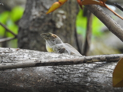 Anolis hispaniolae