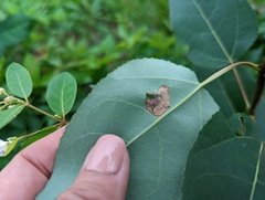 Stigmella populetorum
