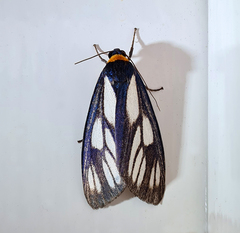 Macrobrochis prasena