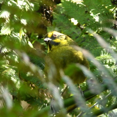 Atlapetes citrinellus