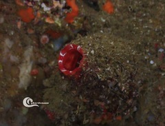 Microcosmus polymorphus