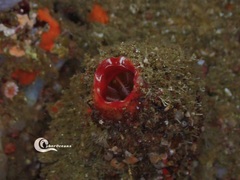 Microcosmus polymorphus