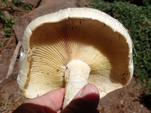 iNaturalist observation photo of Giant Sawgill