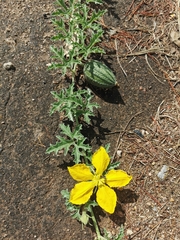 Apodanthera undulata