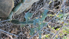 Baculellum articulatum