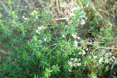 Galium mollugo
