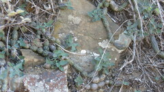 Baculellum articulatum