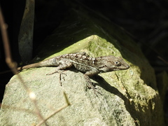 Anolis shrevei