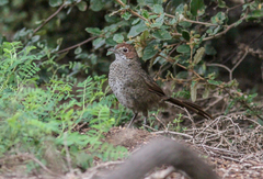 Dasyornis broadbenti