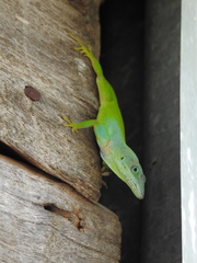 Anolis peynadoi