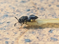 Brachymeria tibialis