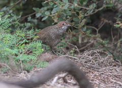 Dasyornis broadbenti