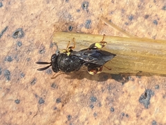 Brachymeria tibialis