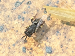 Brachymeria tibialis