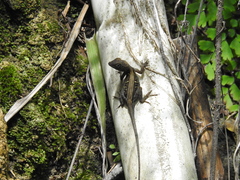 Anolis shrevei