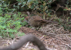 Dasyornis broadbenti