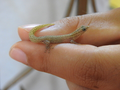 Sphaerodactylus difficilis