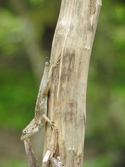 Anolis hispaniolae