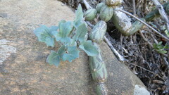 Baculellum articulatum