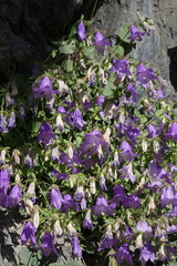 Campanula kolenatiana