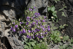 Campanula kolenatiana
