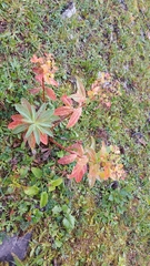 Euphorbia austriaca