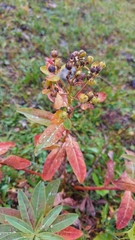 Euphorbia austriaca
