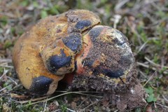 Neoboletus xanthopus