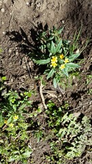 Zaluzianskya divaricata