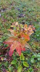 Euphorbia austriaca