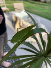 Microcentrum rhombifolium